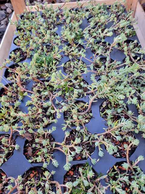 Referenzen Dachbegrünung