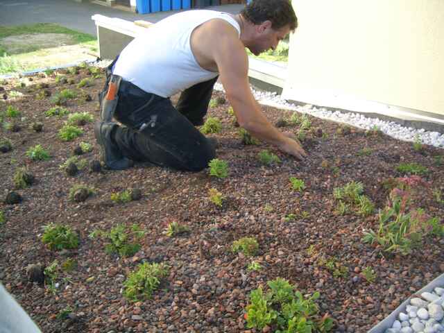 Referenzen Dachbegrünung