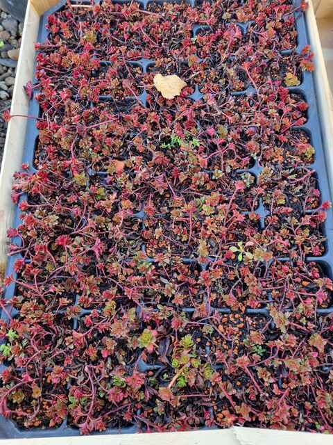 Referenzen Dachbegrünung