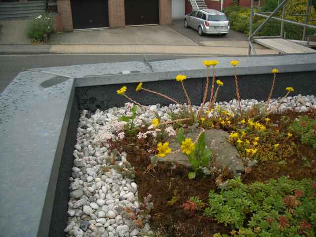 Referenzen Dachbegrünung