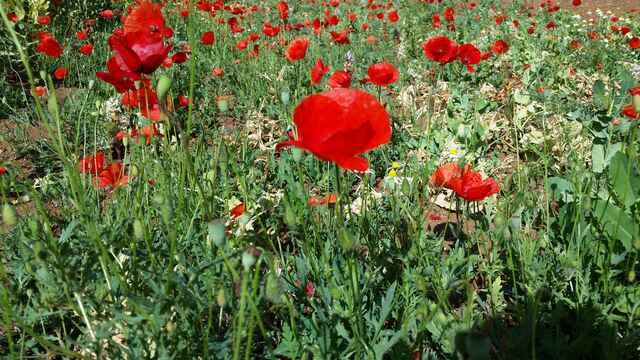 Referenzen Dachbegrünung