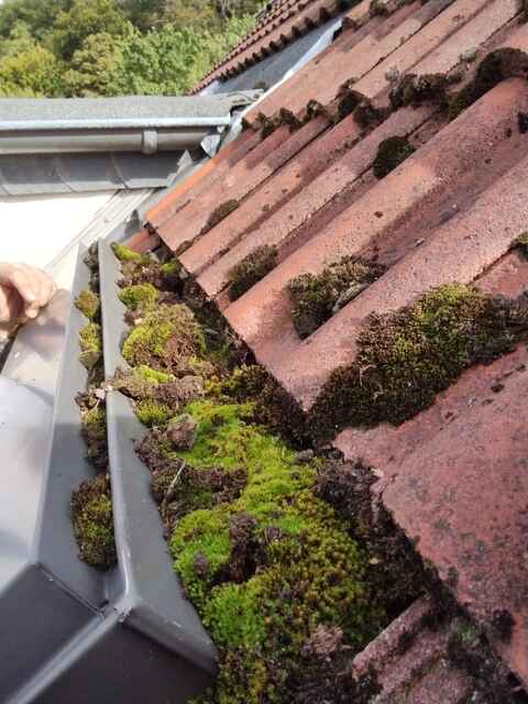 Hier sehen Sie ein paar Entdeckungen und Schäden, die auf Dächern entstehen können.