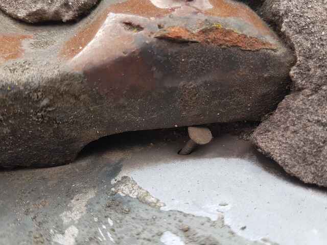 Hier sehen Sie ein paar Entdeckungen und Schäden, die auf Dächern entstehen können.