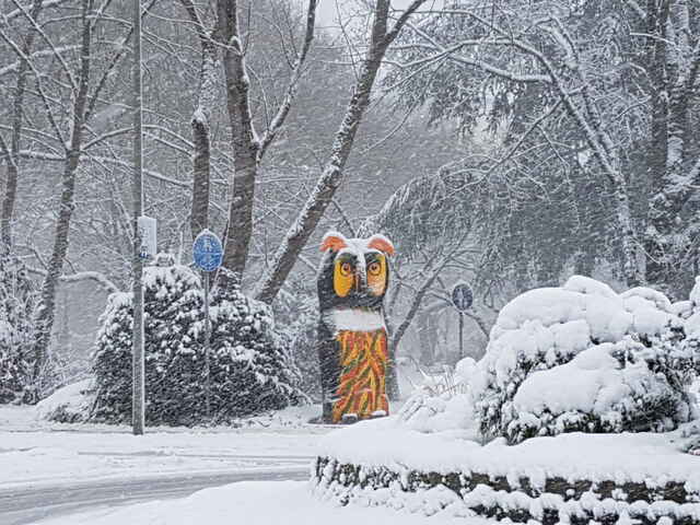 Hier sehen Sie ein paar Entdeckungen und Schäden, die auf Dächern entstehen können.