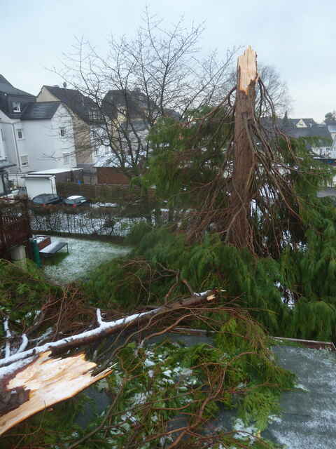 Hier sehen Sie ein paar Entdeckungen und Schäden, die auf Dächern entstehen können.
